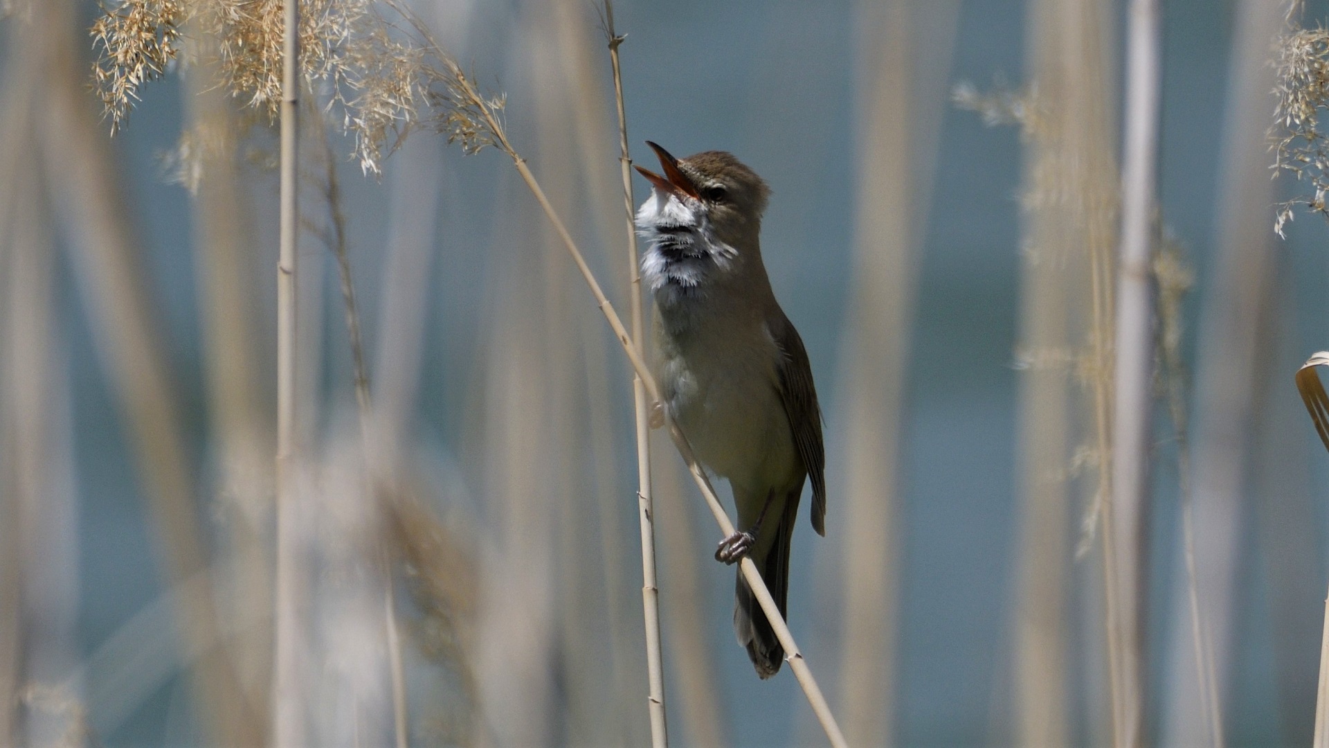 Great Reed Warbler